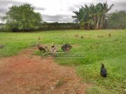 ÁREA,0 Dormitorio s bairro Barreirinho