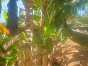 Imoveis em Cajuru do Sul