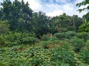 Imoveis em Petit Trianon