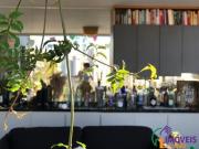 Imoveis em Vila Ipojuca