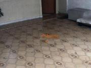 Imoveis na Vila Galvão