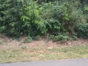 Imoveis no Condomínio Arvoredo