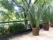 Impecable Depto Residencial Blvd Reforma II c Terraza...