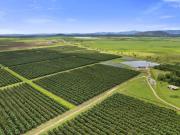 Institutional Grade Avocado Development