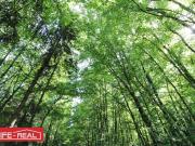 Investieren Sie in die Zukunft! Ein Waldgrundstück mit...