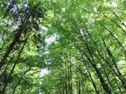 Investieren Sie in die Zukunft! Ein Waldgrundstück mit...