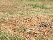 Investment Opportunity: Lot in Ayala Southvale, Bacoor,...