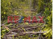 Invierte En La Amazonía: 43,3922 Hectáreas En Mazán...