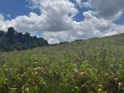 Invista em Ibiúna: Lotes de 1.000m² com Excelente...