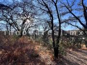 Jacarandas en Rancho San Juan