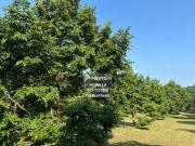 Jalan Jasmin @ Bistari Perdana 2 Storey Terrace 22x75=...