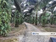 JERAM BATU PEKAN NENAS
