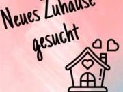 Junge Familie sucht eine neue Wohnung