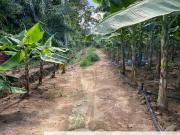 Kampung Sialang Tangkak Tanah Seluas 2.3 Ekar