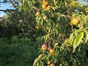 Kleingarten Garten Pillnitz nur jetzt im Dezember zu...