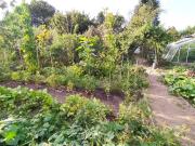 Kleingarten in Dresden Omsewitz Gorbitz