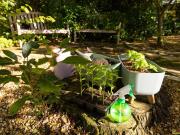Kleingarten zur Pacht. Neue Gartenanlage in Planung:...