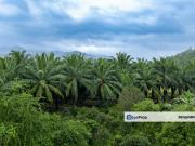 Kota Tinggi Oil Palm Agriculture Land For