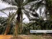 Kota Tinggi, Oil Palm Plantation For