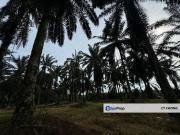 Kulai Kampung Sedenak Agricultural Land For