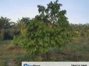 Land for in Felda Layang layang@Kulai