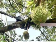 Kulim, Junjong, Kedah, Durian Farm For Black Musang King