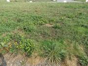 La Noë Blanche 35470 Programme neuf terrain neuf à vendre