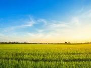 La Selle sur le Bied 45210 Programme neuf terrain neuf à...