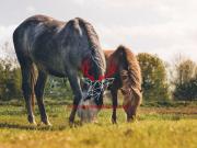 La Teste de Buch Vente Terrain 33