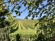 LAGE LAGE LAGE NUSSBERG wunderschön gelegene Wohnung mit...