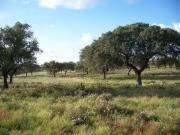 Land for Development in Coimbatore, Tamil Nadu, Ref# 112163