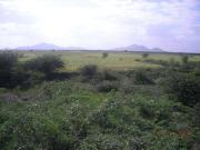 Land for Development in Jodhpur, Rajasthan, Ref# 46093