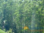 Land for Development in Kodaikanal, Tamil Nadu, Ref# 374924