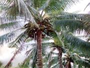 Land for Development in Mangaluru, Karnataka, Ref# 541796
