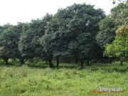 Land for Housing/Subdivision at Baracatan, Toril, Davao City