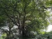 Land For Sale In Area Of Woodland At, Llangenny,...