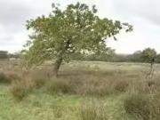 Land For Sale In Pantlasau Farm, Morriston, Swansea, SA6
