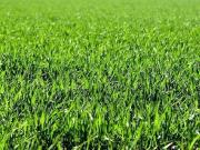 Land zum Verkauf in Ludiano, Schweiz