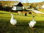 Landgasthof in Sankt Corona am Schöpfl ! Zur Vermietung...