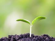 Landwirtschaftliche Fläche