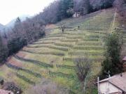 Landwirtschaftliche Flächen mit Weinberg und Wald