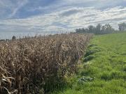 Landwirtschaftlicher Nutzgrund in Leonding Holzheim