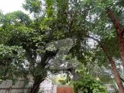 Large Colonial Style Defence Bungalow Defence Housing...