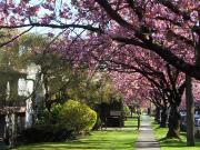 Large One Bed Near Marpole Loop Available March 1st Or...