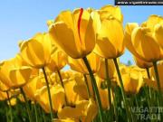 Last Lot In Newtown Vill Beside Alta Vista Golf In Cebu City