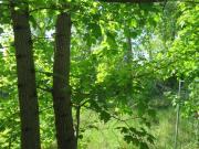 Leipzig: Baugrundstück in Bestlage Leipzig: Baugrundstück in Bestlage