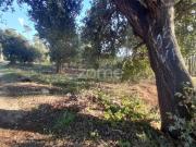 Leiria Leiria 87066177