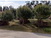 Leiria Leiria 99834016