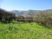 Leon Propiedades arrienda gran terreno de 30 ha. en...