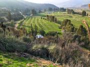 Leon propiedades vende parcela con 300 limoneros en...